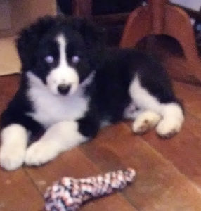 Meet your Posher, Allyson